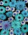 pic for Gerbera background